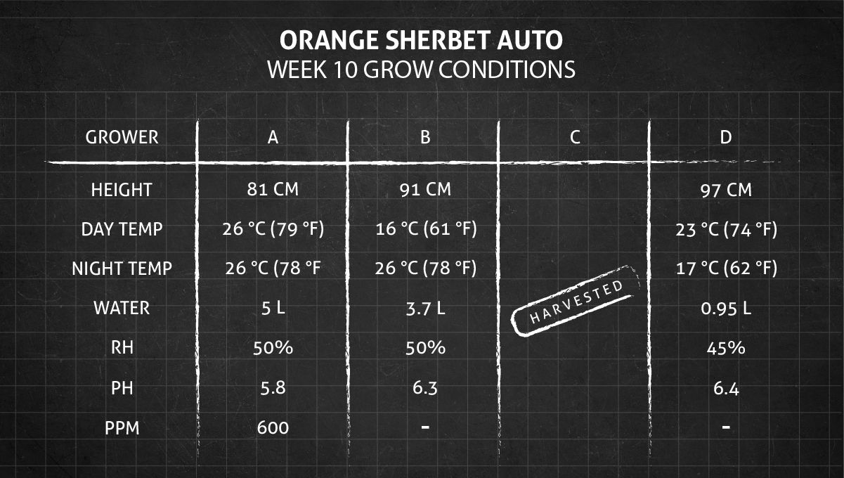 Orange Sherbet Auto Cannabis Strain Week-by-Week Guide: Week 10 grow conditions