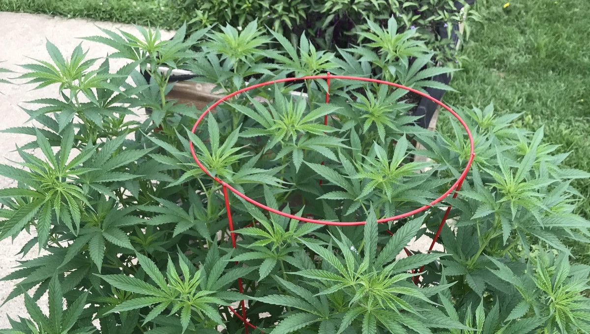 Gorilla Cookies FF cannabis strain: transition (pre-flower) | an outdoor plant with a flat multi-branch canopy