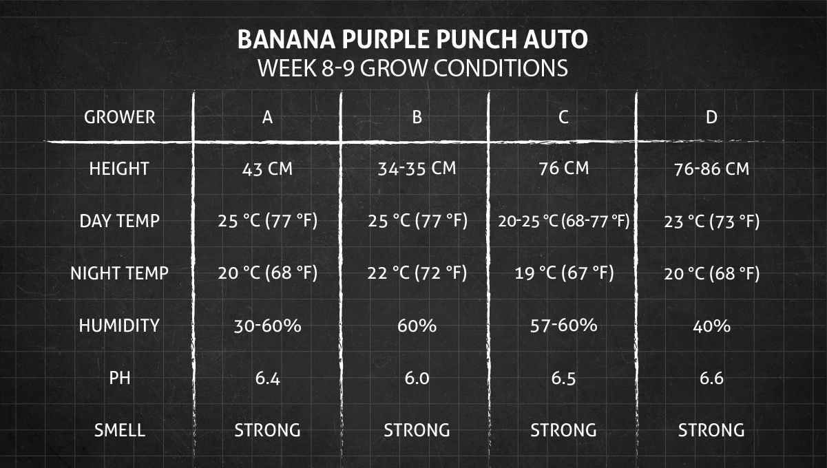Banana Purple Punch Auto भांग स्ट्रेन: सप्ताह 8-9 ग्रो कंडीशन्स