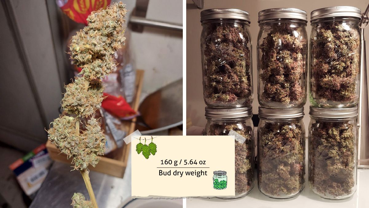 Super Lemon Haze Auto cannabis strain: harvest | one dry branch covered in well-trimmed buds and several glass jars standing on top of each other and filled with dry marijuana flowers