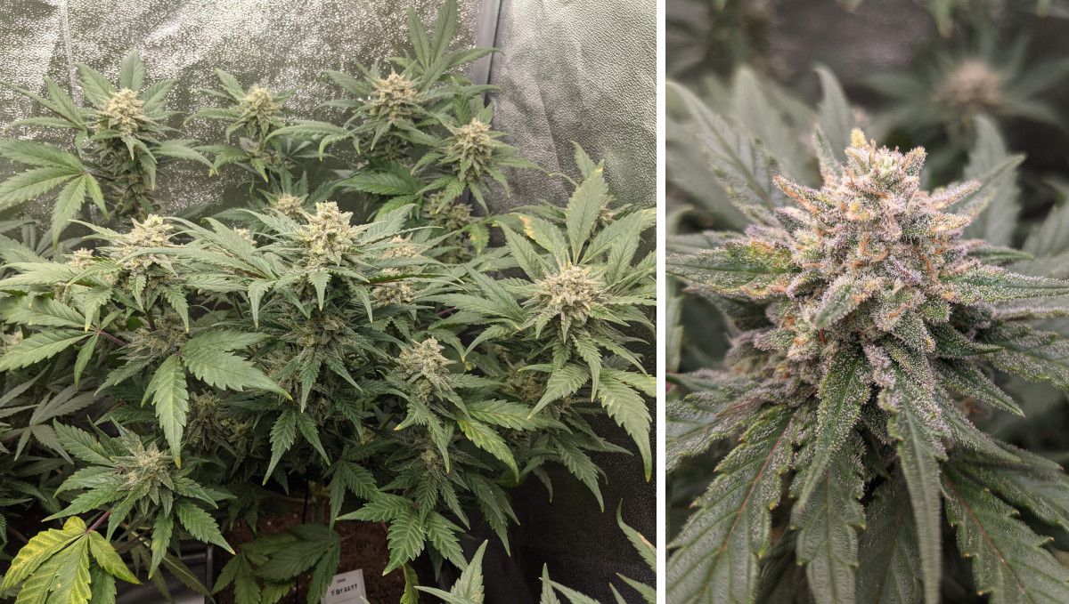 Tropicana Cookies Auto 대마 스트레인: 중기 개화(벌크) | 8-9주차 | 거의 익은 굵은 꽃과 무성한 대마