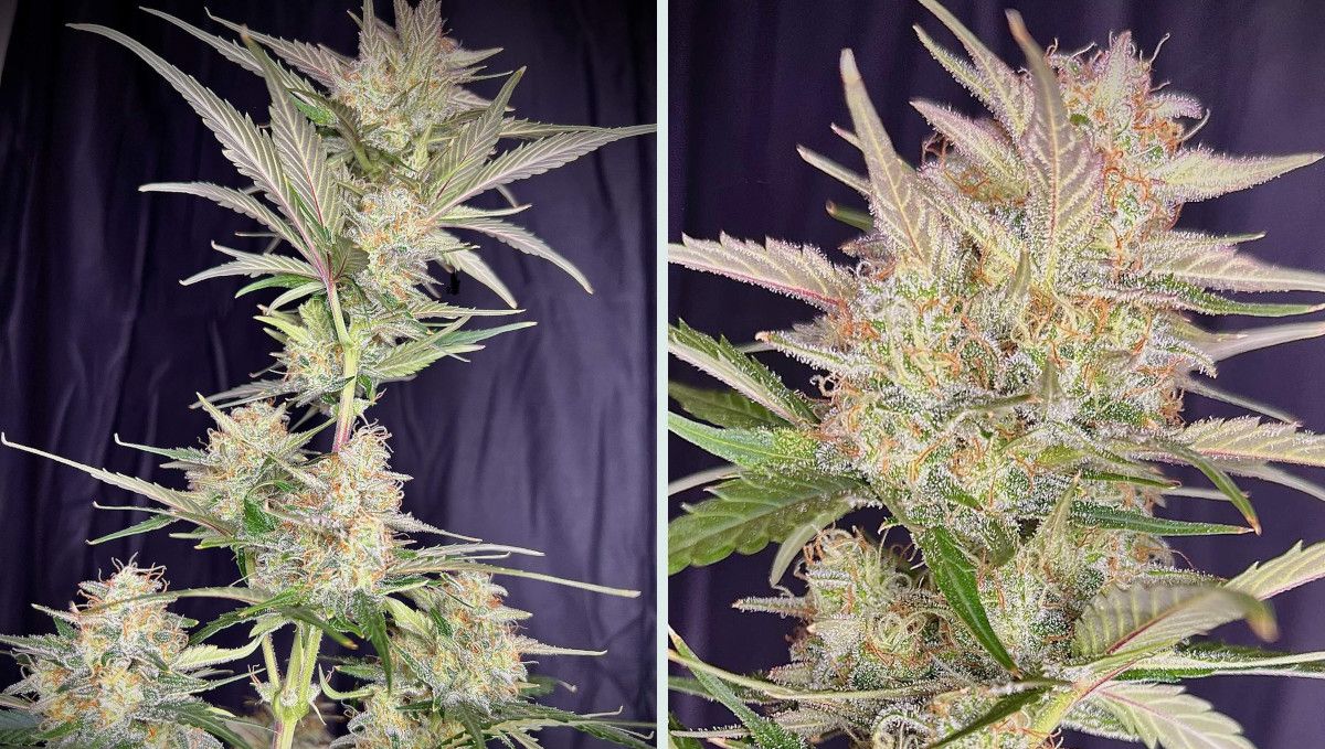 Strawberry Gorilla Auto Cannabissorte: mittlere Bl&uuml;te (Massephase) | Wochen 8-9 | sch&ouml;n gestapelte Bl&uuml;tenst&auml;nde