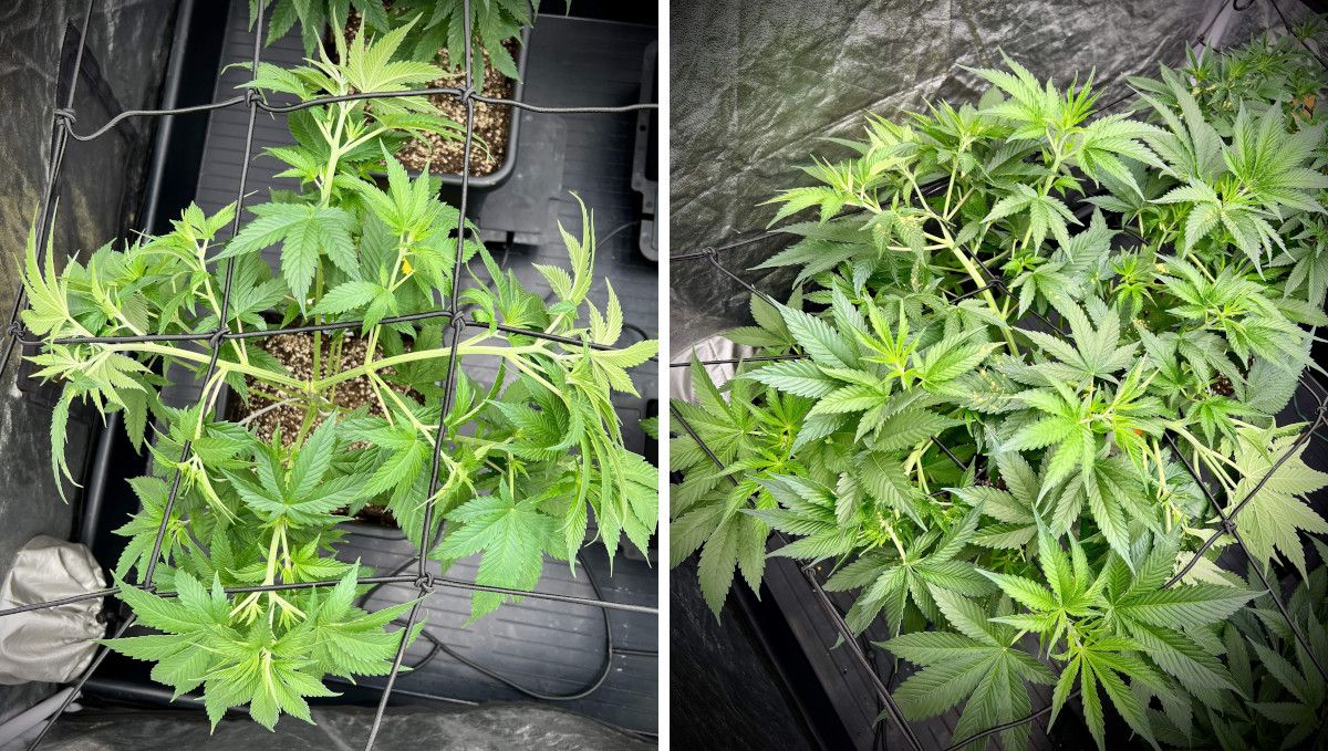 Purple Lemonade FF कैनाबिस स्ट्रेन: मिड वेज | हफ्ते 3-6 | ScrOG