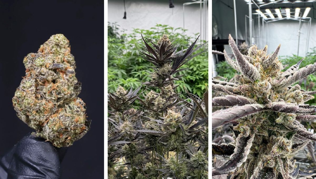 Collage af Guava Auto RF3, der viser dens tætte, harpiksrige topskud og kompakte vækststruktur.