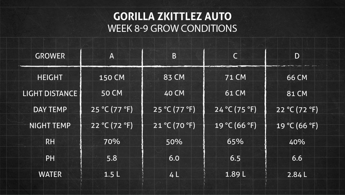 Gorilla Z Auto cannabis strain: weeks 8-9 grow conditions