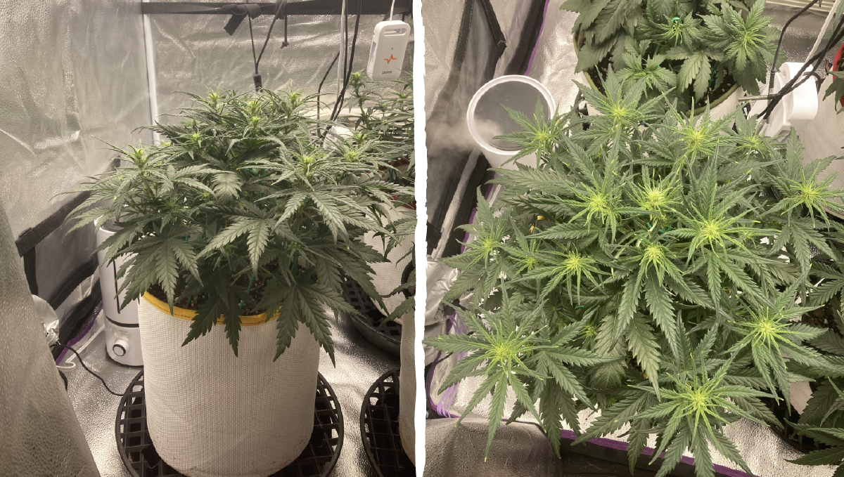 Trainwreck auto week-by-week: pre-flowering