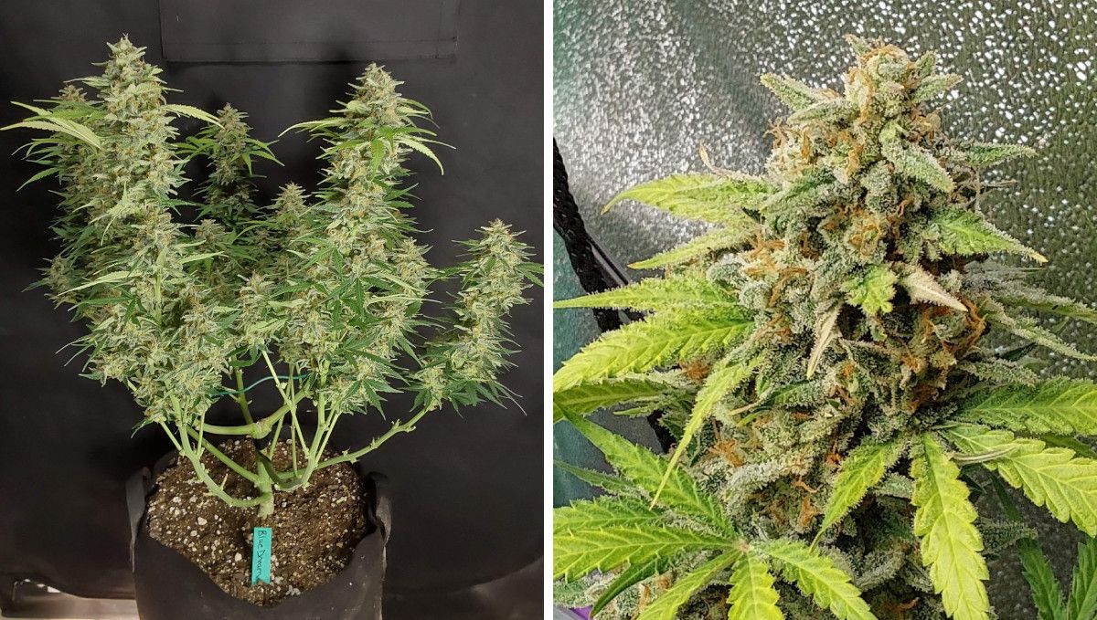 Blue Dream Auto ดอกสุกพร้อมเก็บเกี่ยว | สัปดาห์ 10-12