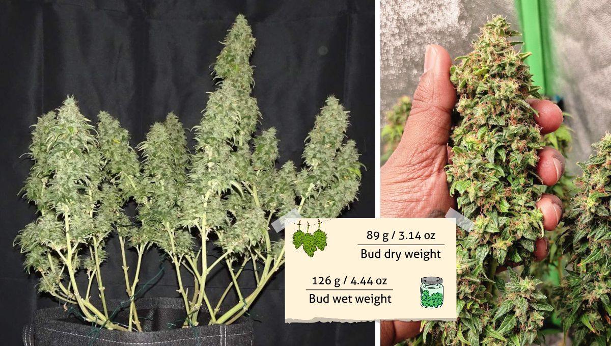 Amnesia Z Auto cannabis strain outcome: the plant stripped of most of its leaves before harvest and a grower's hand holding an enormous Sativa bud