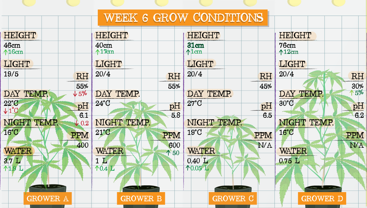 Strawberry Pie Auto Plants Seed Week-by-Week Guide: Week 6 grow conditions