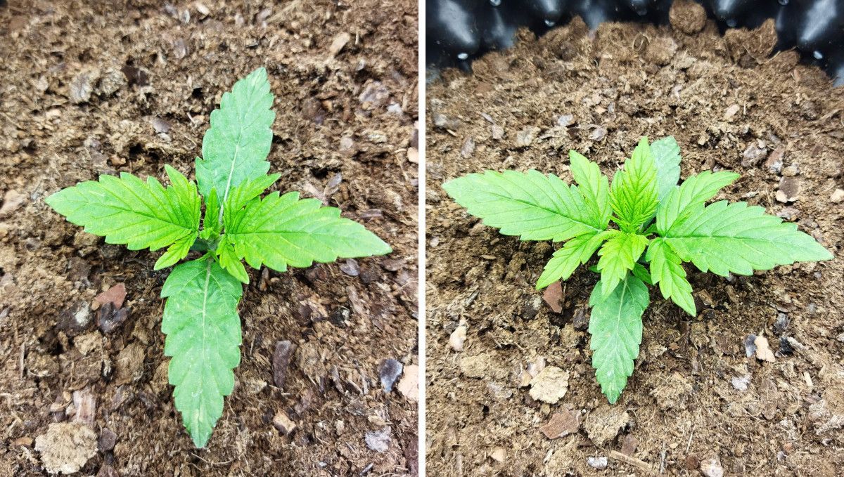 オートマザール大麻ストレイン：初期ベジ | 2週目 | 苗の2週目の経過