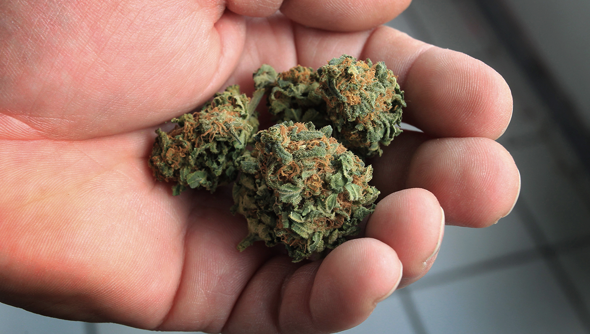Plants in afghanistan: medical plants