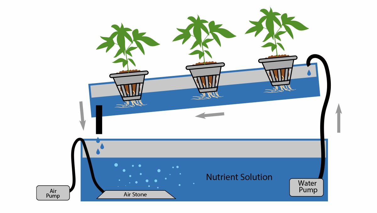 How to grow auto plants plants in hydroponics: NFT