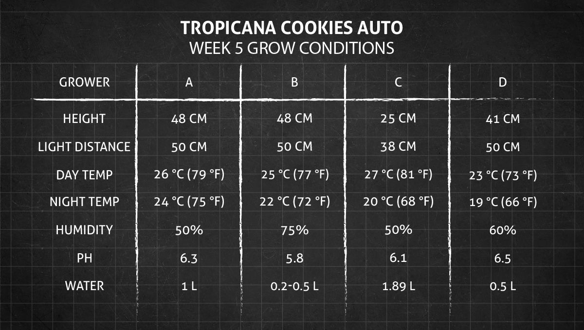 Tropicana Cookies Auto 대마 스트레인: 5주차 재배 조건