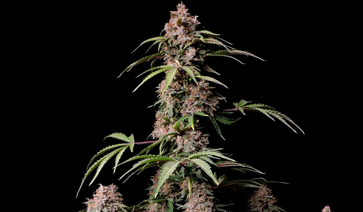 Top 5 Best Auto Strains for Sex: Amnesia Z Auto from fast buds