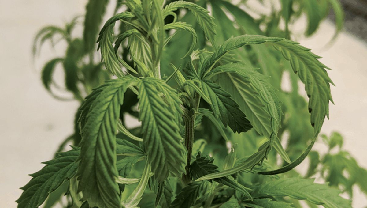 How to fix overwatered and underwatered plants plants: Understanding the importance of watering plants plants 