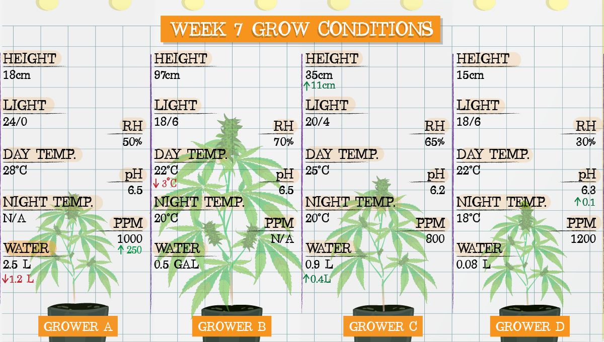 Forbidden Runtz Auto Plants Seed Week-by-Week Guide: Week 7 grow conditions