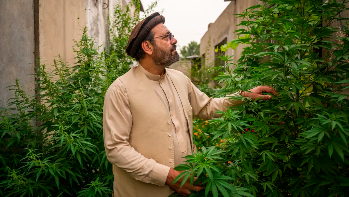 Plants in afghanistan: growing