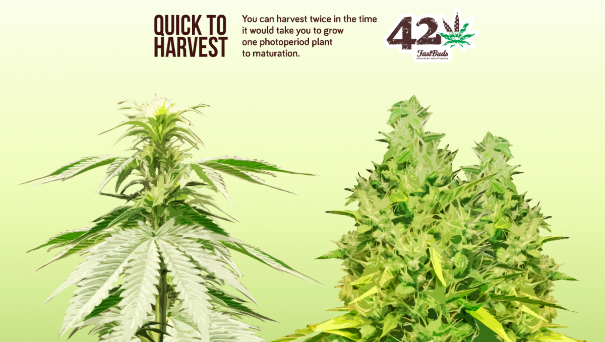 Autoflowering cannabis vokser hurtigere end fotoperiodisk cannabis.