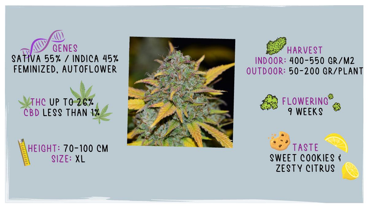 Gelato Auto Plants Seed Week-by-Week Guide: Growing specs