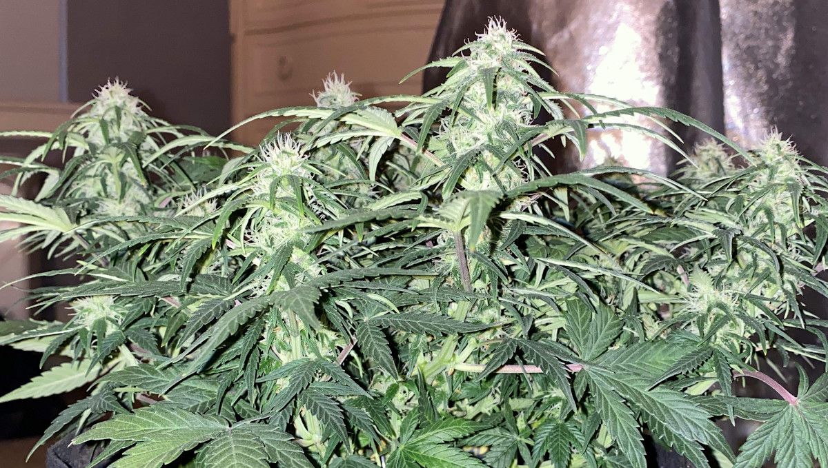 Skunk Auto Cannabis Strain Week-by-Week Guide: A compact, low-profile autoflower with lots of snow-white resinous colas