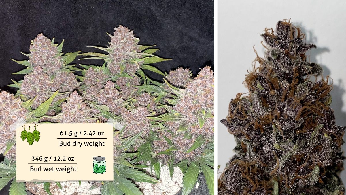 Purple Lemonade Auto 大麻品种周周种植指南 - 成熟自花型与干花（附产量数据）