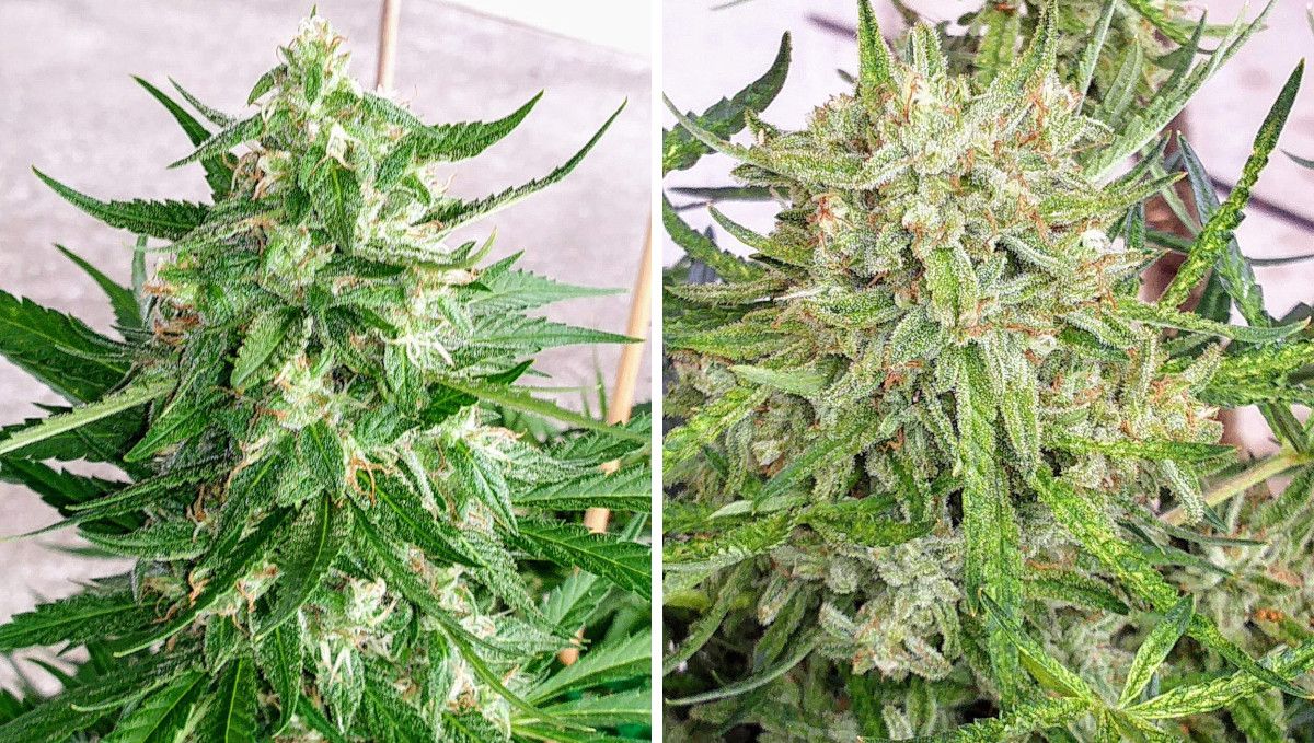 Watermelon Z Auto カンナビス品種: 中期開花 (バルク期) | 8-9週目 | 花とトリムリーフに樹脂がたっぷり付いたバッズ