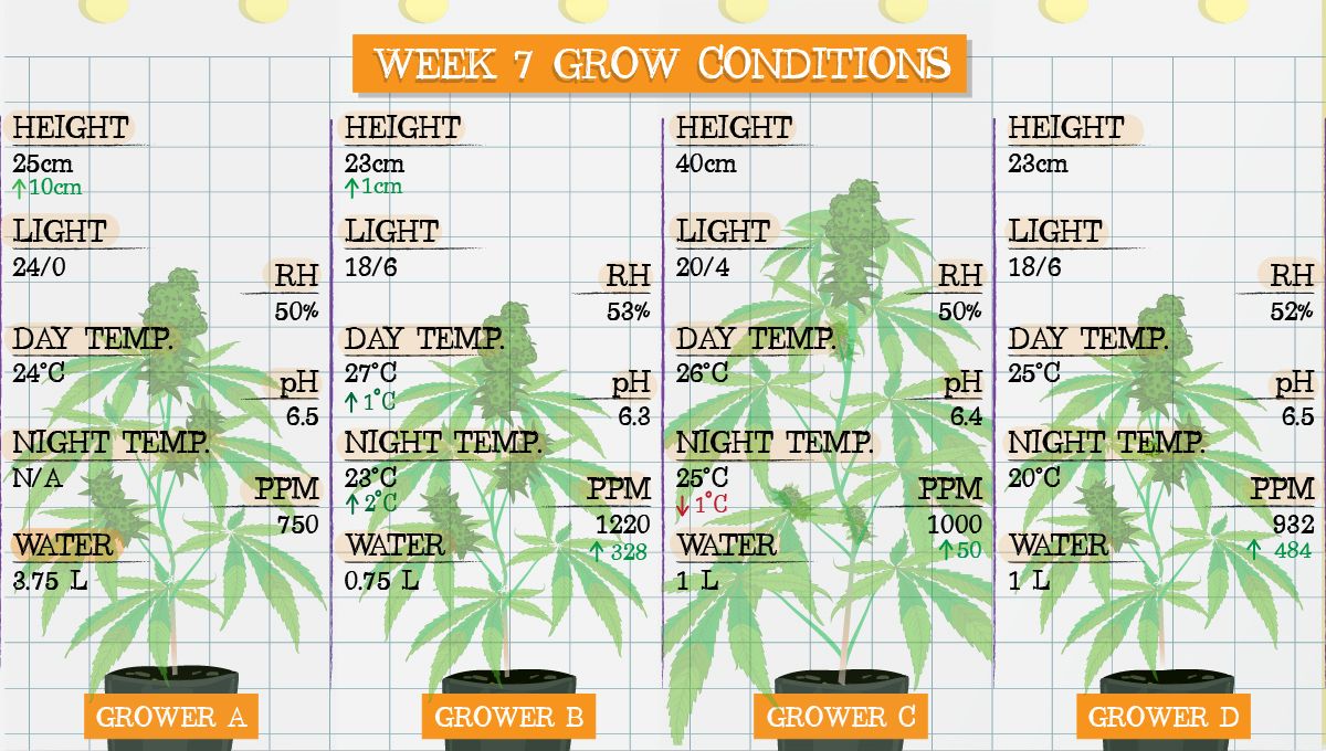 Gelato Auto Plants Seed Week-by-Week Guide: Grow conditions in week 7