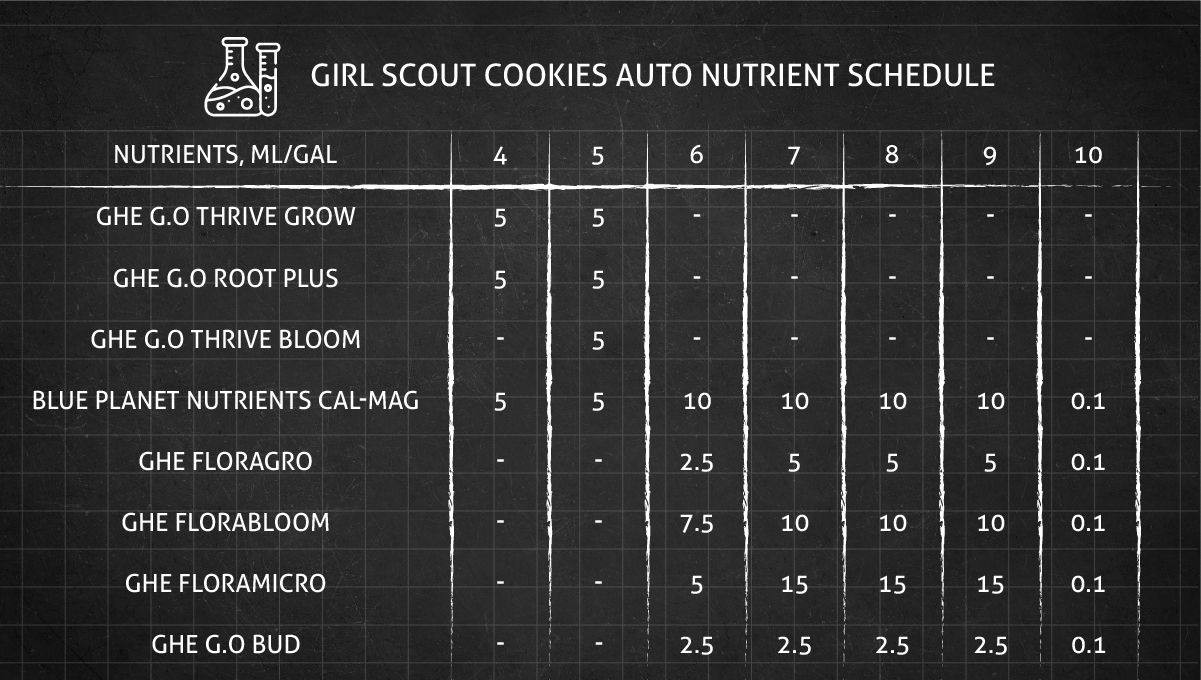Girl Scout Cookies Auto plants seed: nutrient schedule from late veg to late flower