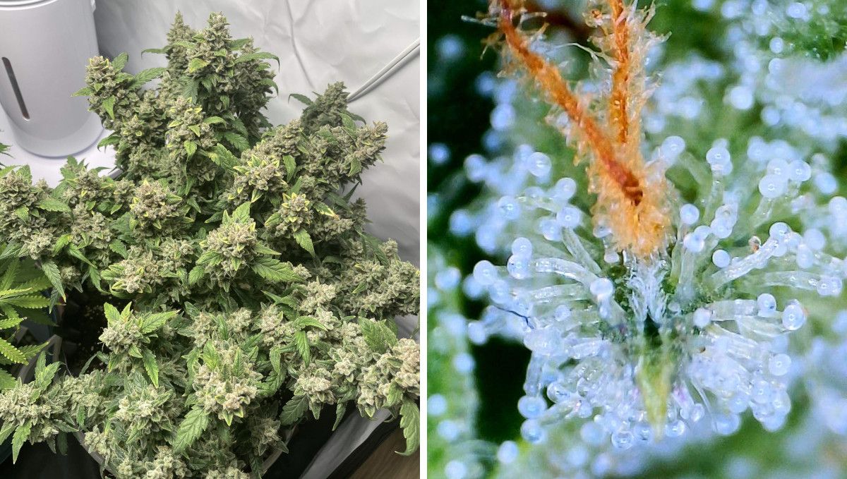 Mexican Airlines Auto cannabis strain: ripening and harvest | weeks 10 | the top view of a super short indoor autoflower and a macro shot of its trichomes