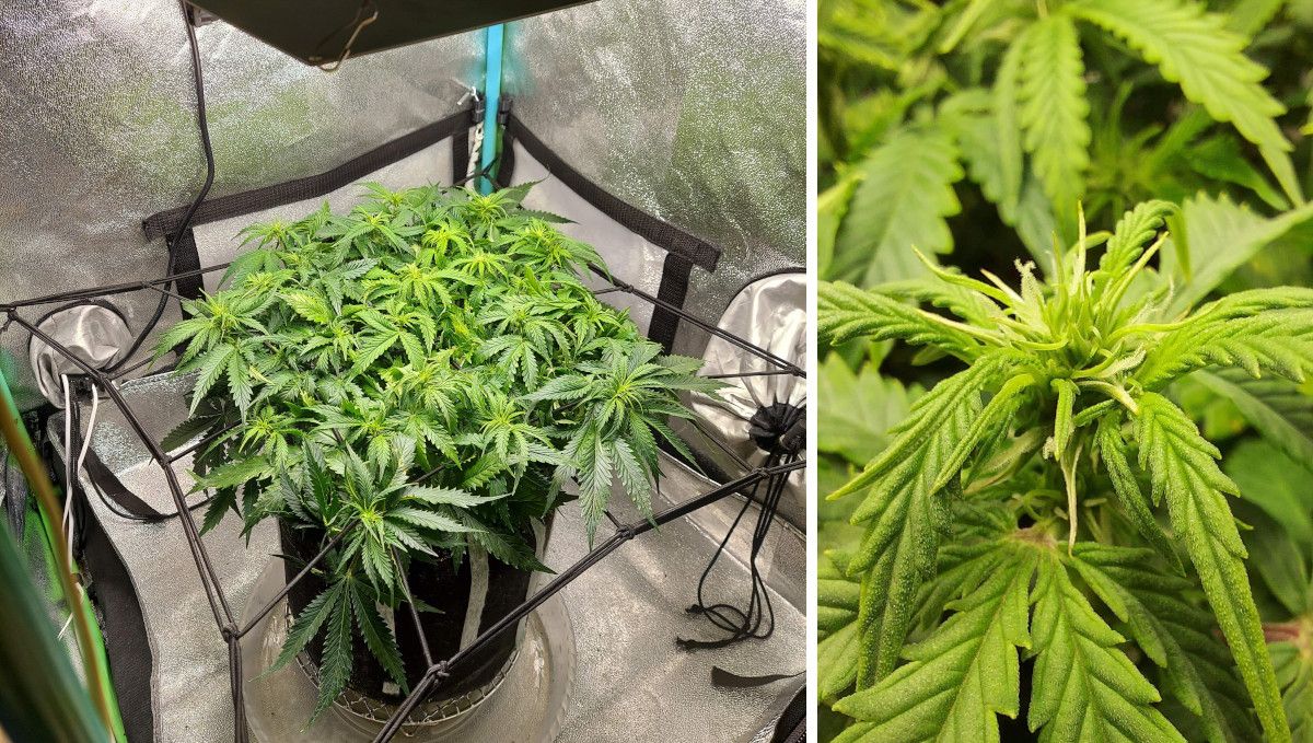 Super Lemon Haze Auto cannabis strain: transition (pre-flower) | week 5 | a medium-large indoor weed plant trained using the ScrOG method and a closeup of the first pistils on one of its many tops