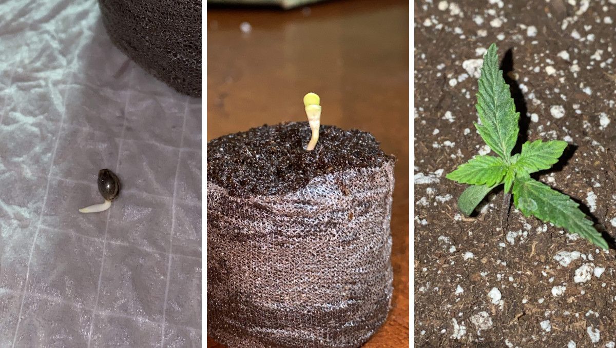 Skunk Auto Cannabis Strain Week-by-Week Guide: 3 photos showing a germinated seed, a sprout popping from the soil, and a 7-day-old seedling