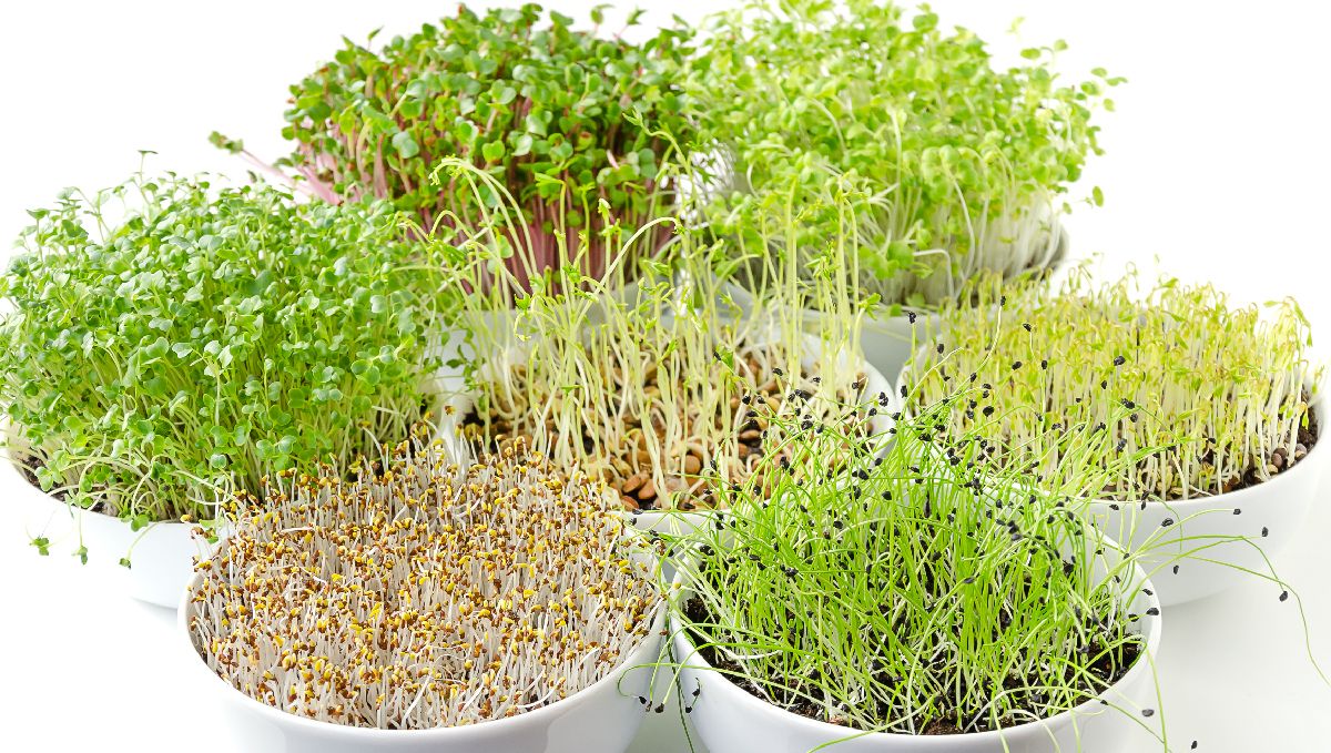 Organic teas for plants: sst