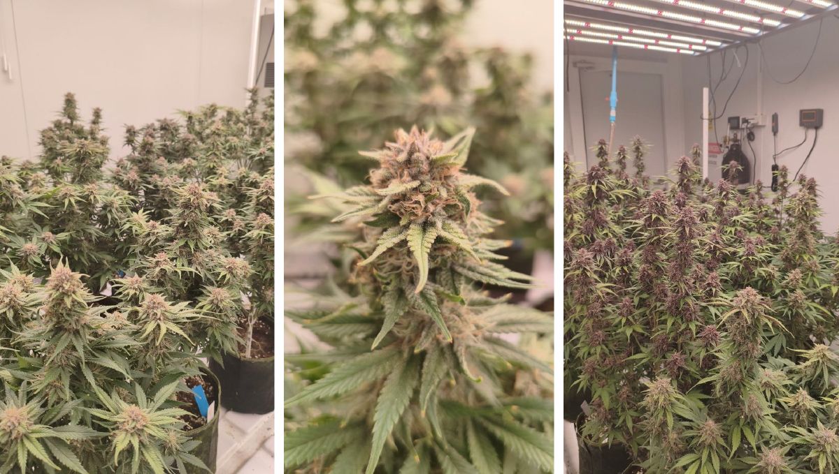 Collage of cannabis plants exhibiting uniformity and healthy growth.