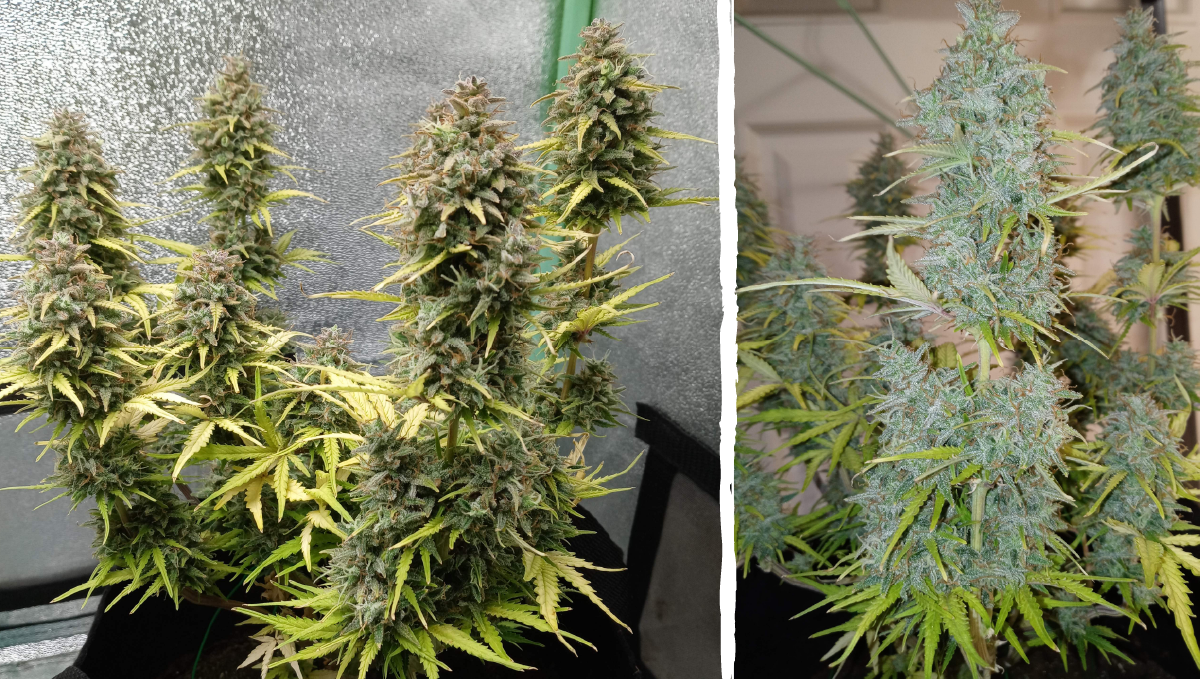Cinderella auto week-by-week guide: harvest 