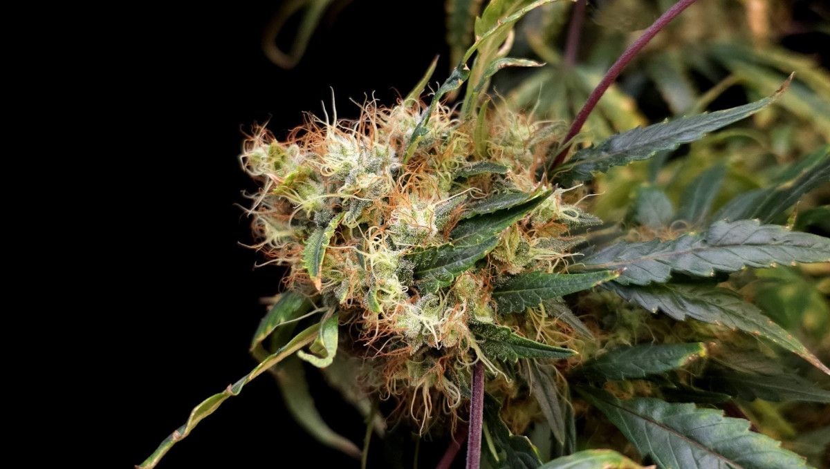 GG4 Sherbet FF cannabis strain: ripening and harvest | weeks 12 | a ripening bud with its many white hairs turning brown