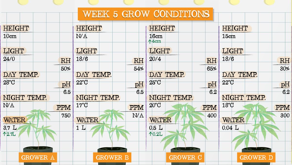 Forbidden Runtz Auto Plants Seed Week-by-Week Guide: Week 5 grow conditions