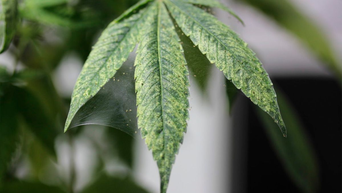 How to get rid of spider mites: rubbing alcohol