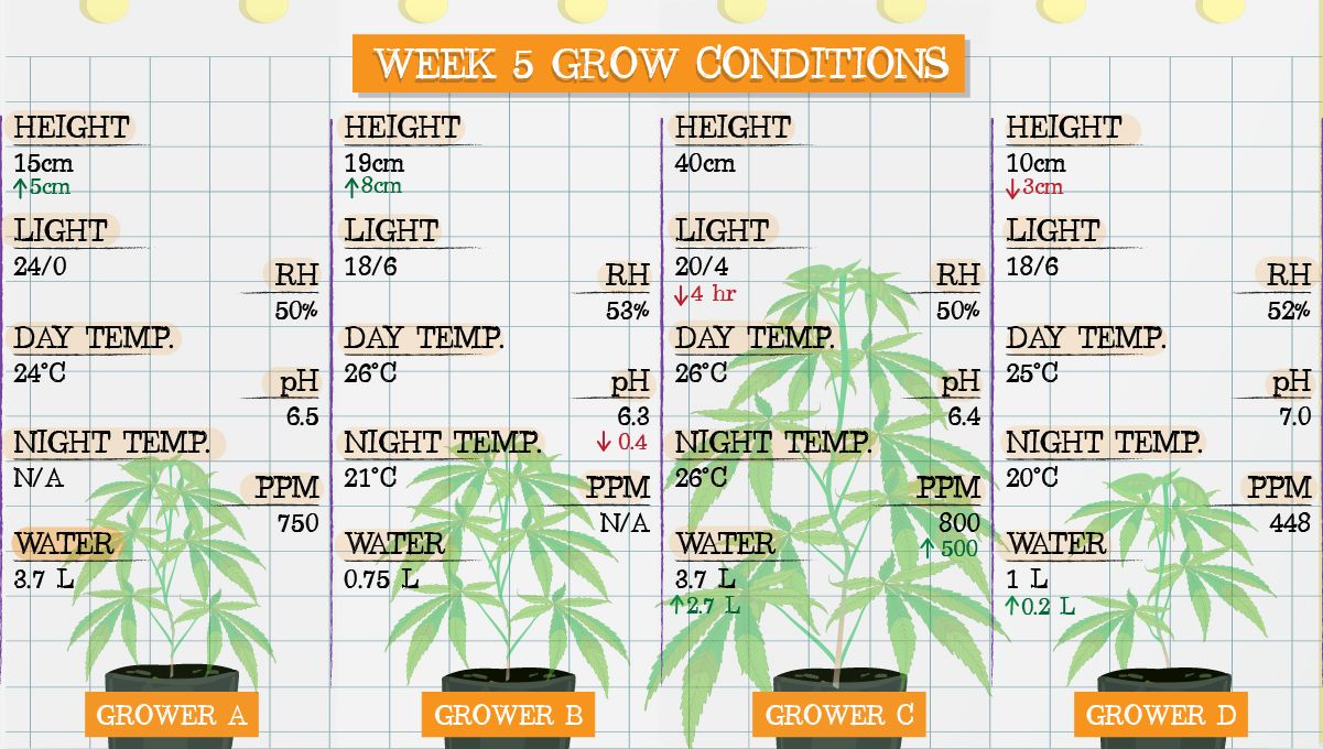 Gelato Auto Plants Seed Week-by-Week Guide: Grow conditions in week 5