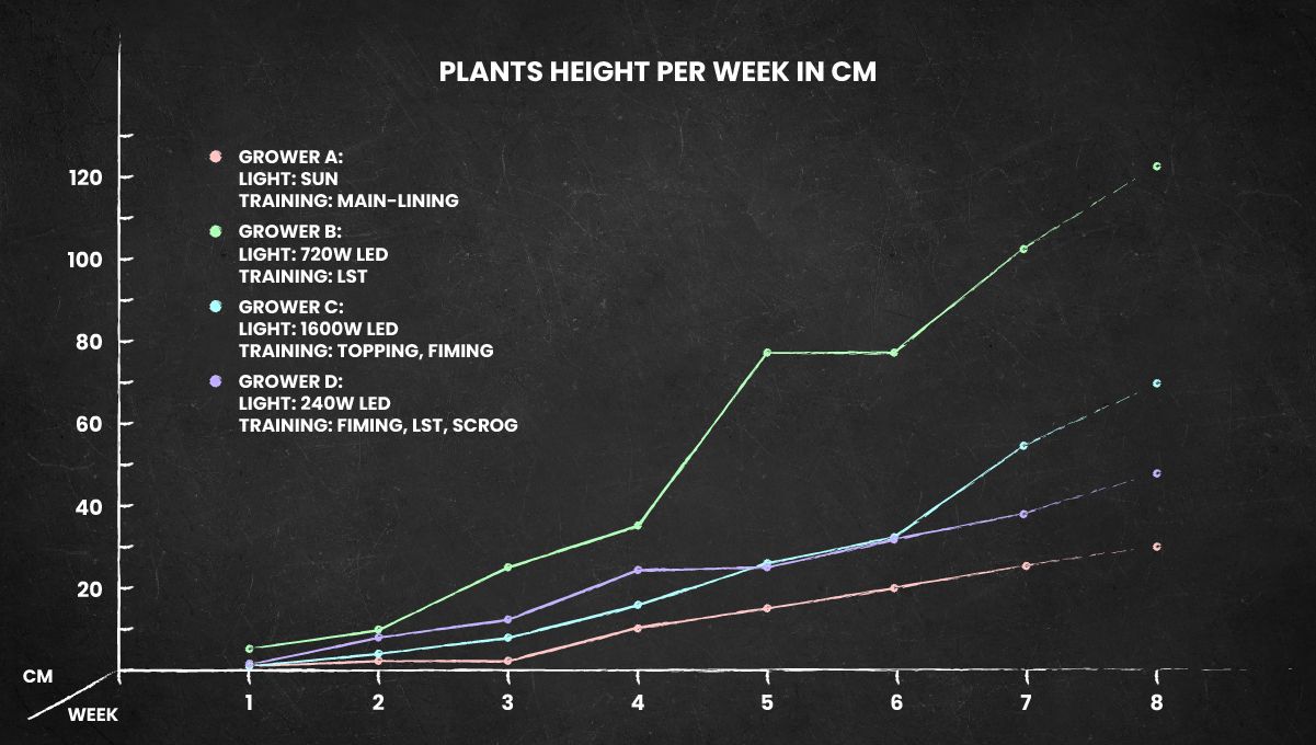 Gorilla Cookies FF cannabis strain: height chart for the whole life cycle