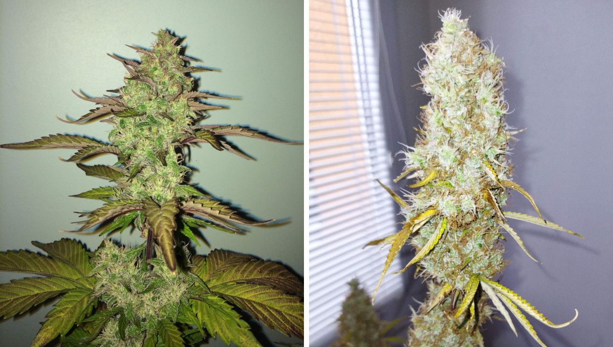 オートマザール大麻ストレイン：仕上げ・収穫 | 10週 | 成熟バッズの比較写真