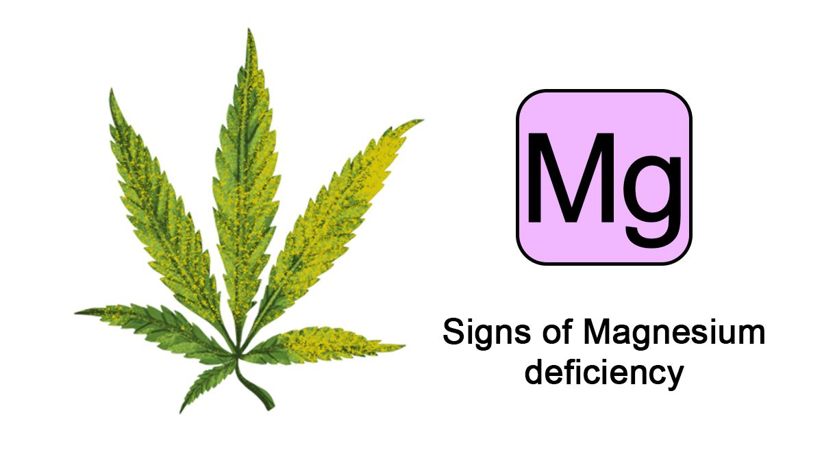 A comprehensive guide to plants plant nutrient deficiencies and solutions: Identifying and treating nutrient deficiencies