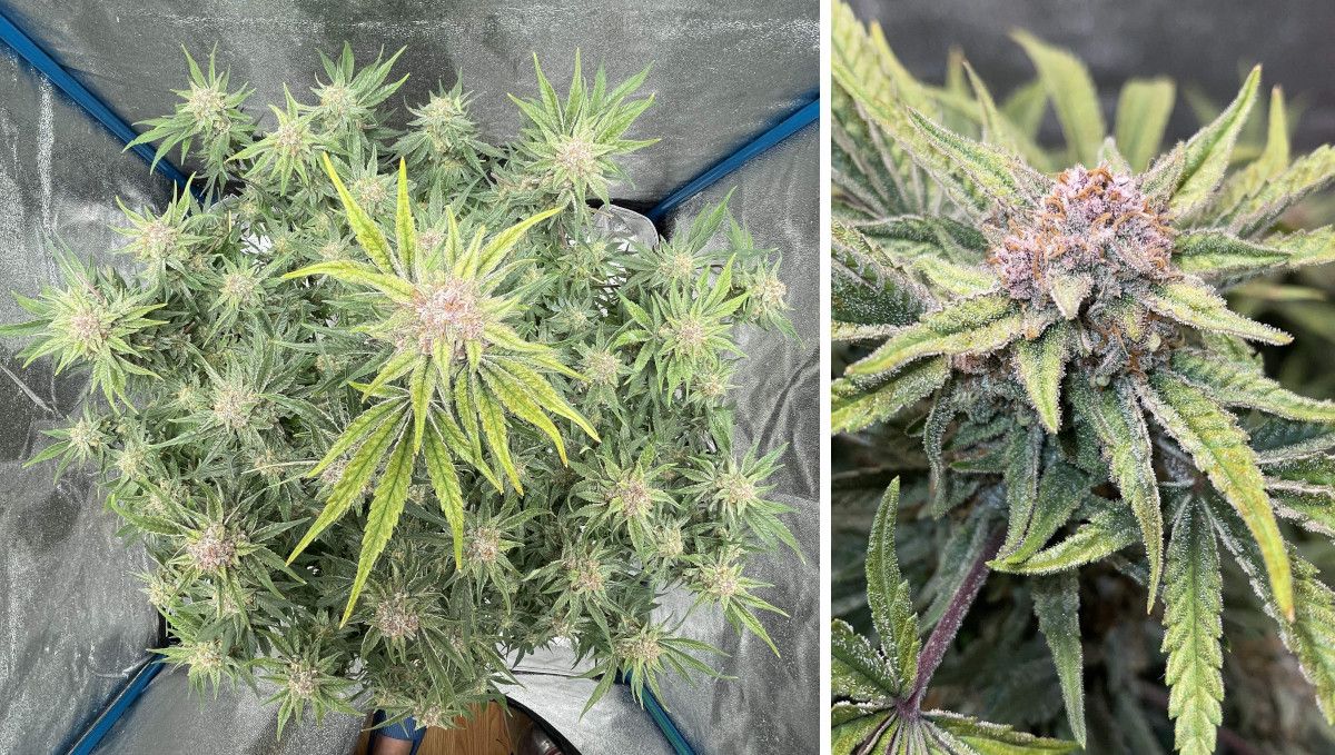 Cherry Cola Auto: มุมมองจากบนพุ่มดอกใหญ่