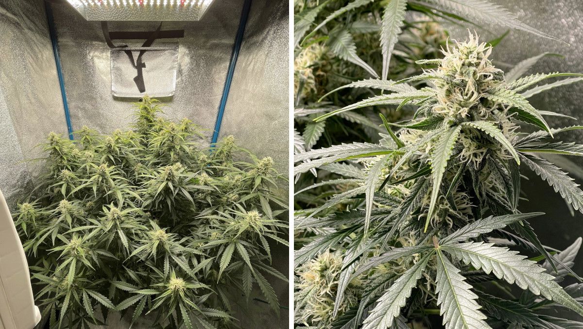 Green Crack Auto cannabis strain: mid flower (bulk phase) | weeks 8-9 | a large autoflower with buds stacking up