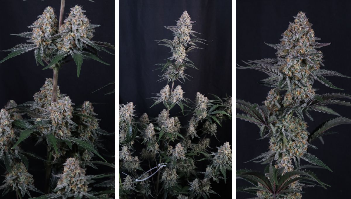 Guava Sundae Auto