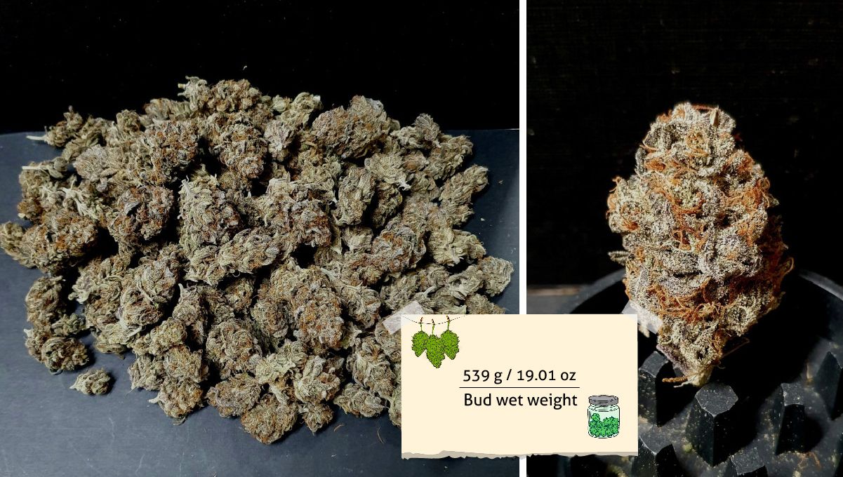 Gorilla Cookies FF cannabis strain: outcome | a bunch of small but tight buds and a closeup of one put on top a grinder's teeth