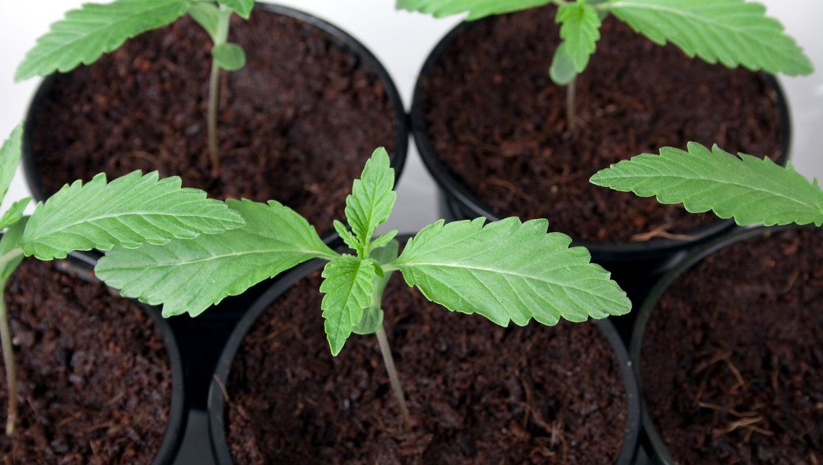 How to Grow Cannabis Indoors: a Beginners guide - 2021 (Part 2): Growing Cannabis