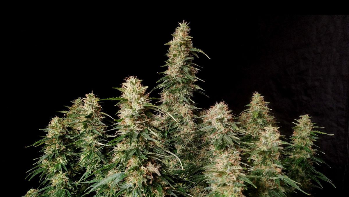 Blueberry Cheese Auto cannabis strain: ripening and harvest | weeks 10 | an indoor weed plant nearing harvest, with some of the pistils turning from white to brown