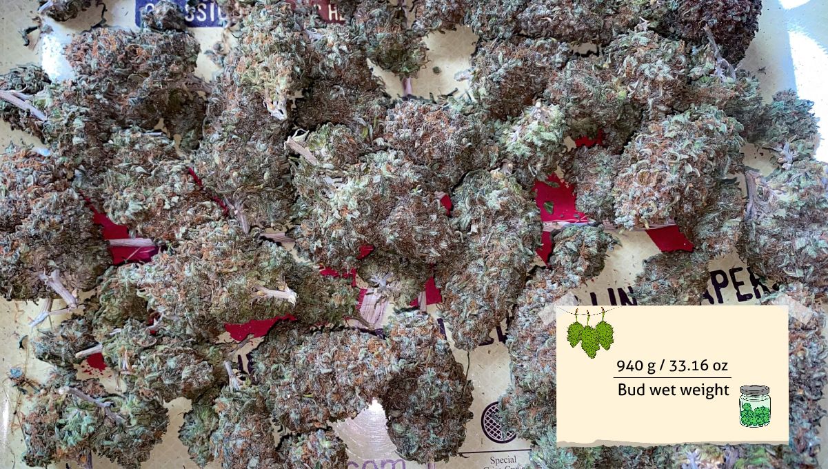 Wedding Cheesecake FF cannabis strain: yield | trimmed marijuana nuggets drying on a table