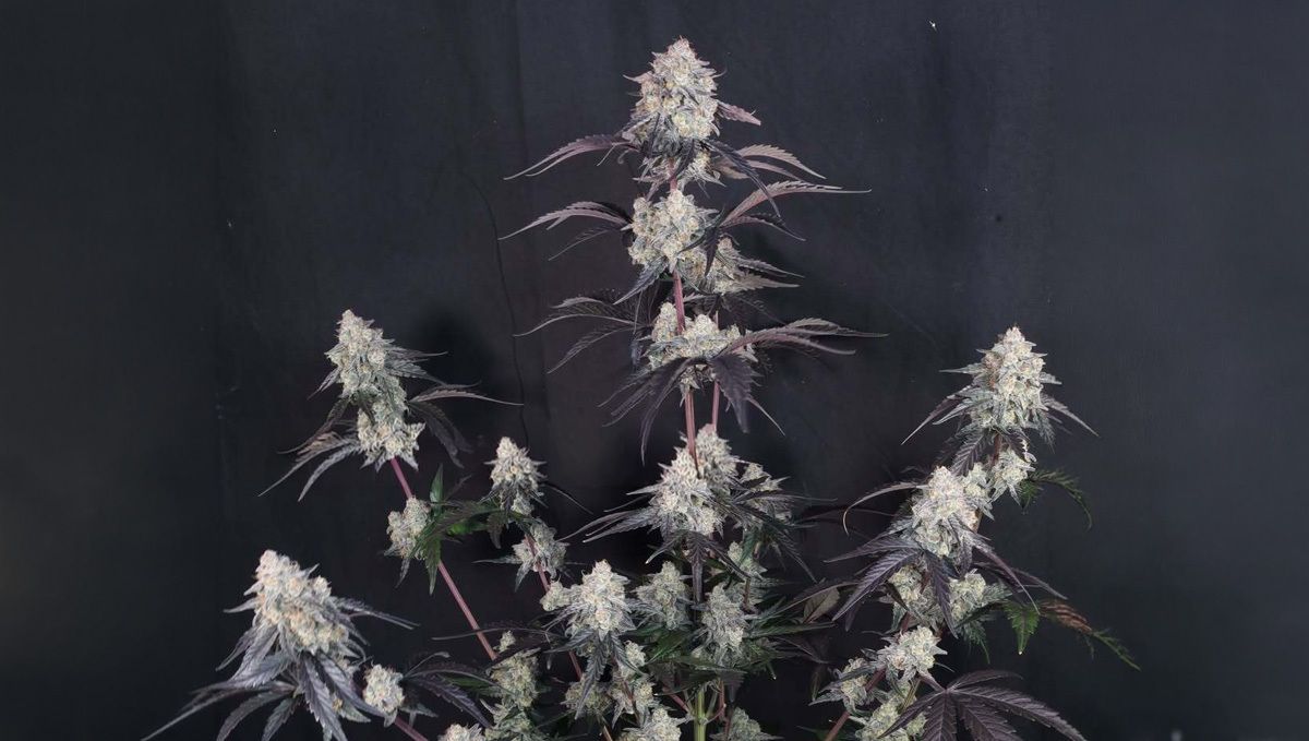 Lemon Cherry Sundae