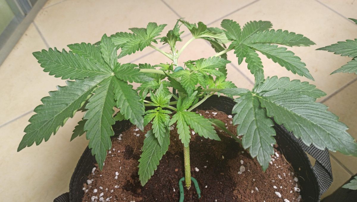 Mimosa Cake Auto cannabis strain: mid veg | weeks 3-4 | a young autoflower with the main stem bent and secured with braces
